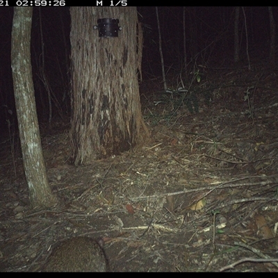 Potorous tridactylus (Long-nosed Potoroo) at Pappinbarra, NSW - 21 Nov 2024 by jonvanbeest