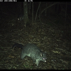 Trichosurus caninus (Mountain Brushtail Possum) at Comboyne, NSW - 22 Nov 2024 by Akania