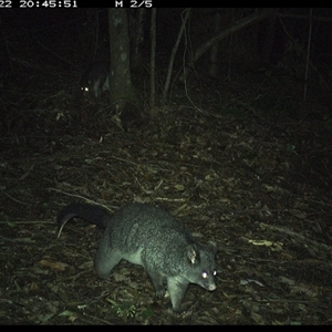 Trichosurus caninus (Mountain Brushtail Possum) at Comboyne, NSW - 22 Nov 2024 by Akania