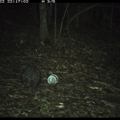 Tachyglossus aculeatus (Short-beaked Echidna) at Comboyne, NSW - 22 Nov 2024 by Akania