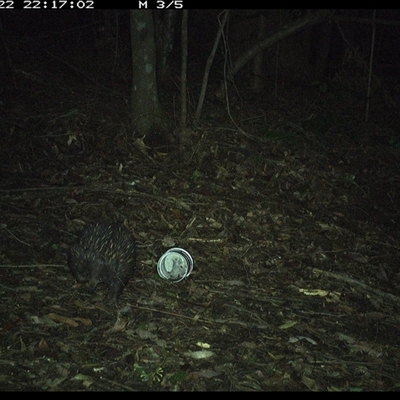 Tachyglossus aculeatus (Short-beaked Echidna) at Comboyne, NSW - 22 Nov 2024 by Akania