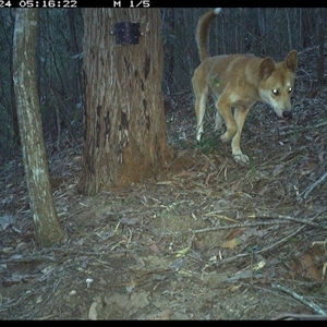 Canis lupus (Dingo / Wild Dog) at Pappinbarra, NSW - 24 Nov 2024 by jonvanbeest