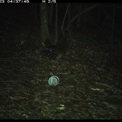 Menura novaehollandiae (Superb Lyrebird) at Comboyne, NSW - 23 Nov 2024 by Akania