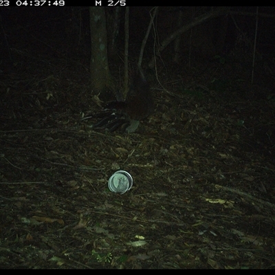 Menura novaehollandiae (Superb Lyrebird) at Comboyne, NSW - 23 Nov 2024 by Akania