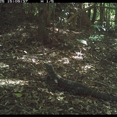 Varanus varius (Lace Monitor) at Comboyne, NSW - 25 Nov 2024 by Akania