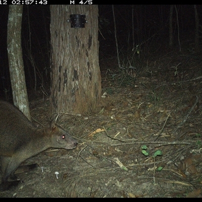 Wallabia bicolor (Swamp Wallaby) at Pappinbarra, NSW - 12 Dec 2024 by jonvanbeest