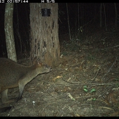 Wallabia bicolor at Pappinbarra, NSW - 12 Dec 2024 02:57 AM