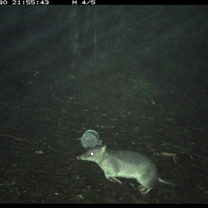 Perameles nasuta (Long-nosed Bandicoot) at Comboyne, NSW - 30 Nov 2024 by Akania