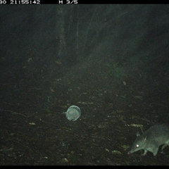 Perameles nasuta at Comboyne, NSW - 30 Nov 2024 09:55 PM