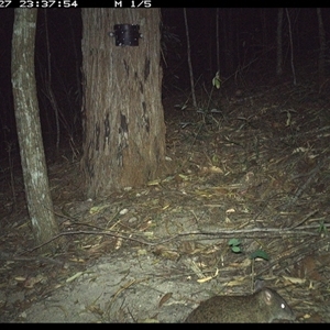 Isoodon macrourus (Northern Brown Bandicoot) at Pappinbarra, NSW - 27 Dec 2024 by jonvanbeest