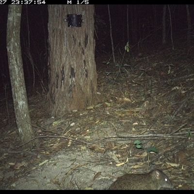 Isoodon macrourus (Northern Brown Bandicoot) at Pappinbarra, NSW - 27 Dec 2024 by jonvanbeest