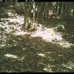 Bellatorias major (Land Mullet) at Comboyne, NSW - 7 Dec 2024 by Akania