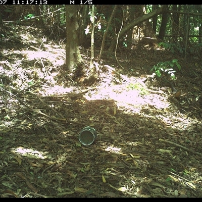 Bellatorias major (Land Mullet) at Comboyne, NSW - 7 Dec 2024 by Akania