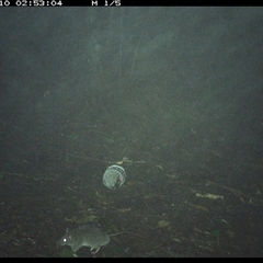 Rattus fuscipes at Comboyne, NSW - 10 Dec 2024 02:53 AM
