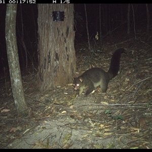 Trichosurus vulpecula (Common Brushtail Possum) at Pappinbarra, NSW - 31 Dec 2024 by jonvanbeest