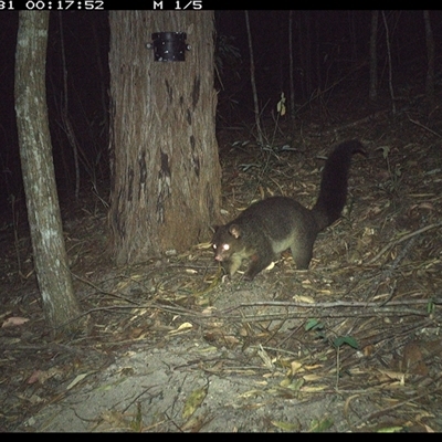 Trichosurus vulpecula (Common Brushtail Possum) at Pappinbarra, NSW - 31 Dec 2024 by jonvanbeest