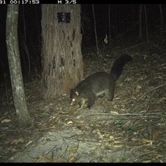 Trichosurus vulpecula at Pappinbarra, NSW - 31 Dec 2024 12:17 AM