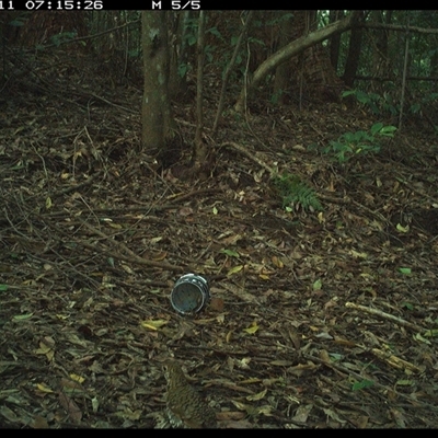 Zoothera lunulata (Bassian Thrush) at Comboyne, NSW - 11 Dec 2024 by Akania