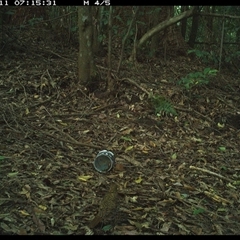 Zoothera lunulata at Comboyne, NSW - 11 Dec 2024 07:15 AM
