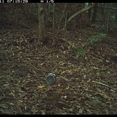 Zoothera lunulata at Comboyne, NSW - 11 Dec 2024 07:15 AM