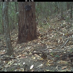 Pitta versicolor (Noisy Pitta) at Pappinbarra, NSW - 1 Jan 2025 by jonvanbeest