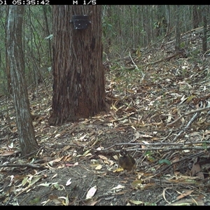 Pitta versicolor at Pappinbarra, NSW - 1 Jan 2025 05:35 AM