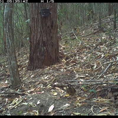 Pitta versicolor (Noisy Pitta) at Pappinbarra, NSW - 1 Jan 2025 by jonvanbeest