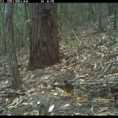 Pitta versicolor at Pappinbarra, NSW - 1 Jan 2025 05:35 AM