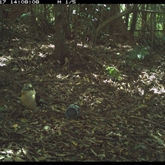 Dacelo novaeguineae (Laughing Kookaburra) at Comboyne, NSW - 17 Dec 2024 by Akania