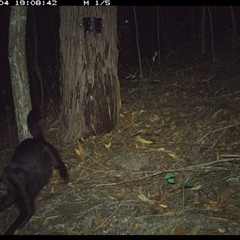 Felis catus (Feral Cat) at Pappinbarra, NSW - 4 Jan 2025 by jonvanbeest