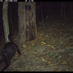 Felis catus (Feral Cat) at Pappinbarra, NSW - 4 Jan 2025 by jonvanbeest