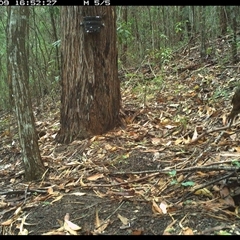 Ptilonorhynchus violaceus (Satin Bowerbird) at Pappinbarra, NSW - 9 Jan 2025 by jonvanbeest
