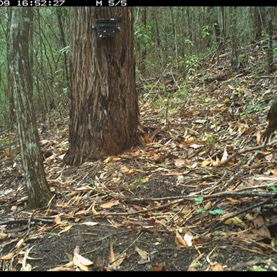 Ptilonorhynchus violaceus (Satin Bowerbird) at Pappinbarra, NSW - 9 Jan 2025 by jonvanbeest