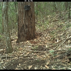 Strepera graculina (Pied Currawong) at Pappinbarra, NSW - 23 Jan 2025 by jonvanbeest