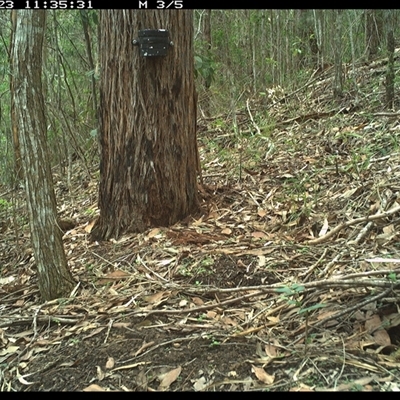 Strepera graculina (Pied Currawong) at Pappinbarra, NSW - 23 Jan 2025 by jonvanbeest