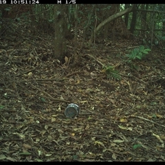 Colluricincla harmonica (Grey Shrikethrush) at Comboyne, NSW - 19 Dec 2024 by Akania