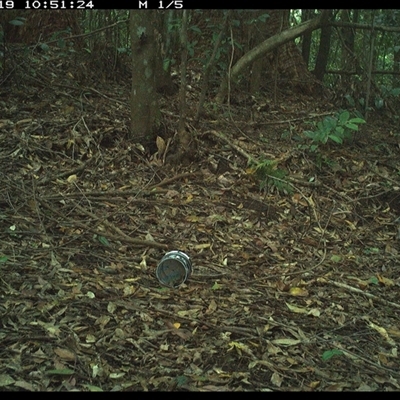 Colluricincla harmonica (Grey Shrikethrush) at Comboyne, NSW - 19 Dec 2024 by Akania
