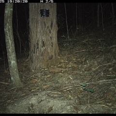 Antechinus stuartii (Brown Antechinus) at Pappinbarra, NSW - 25 Jan 2025 by jonvanbeest