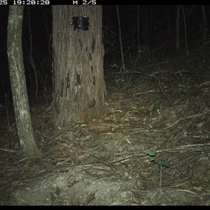 Antechinus stuartii (Brown Antechinus) at Pappinbarra, NSW - 25 Jan 2025 by jonvanbeest