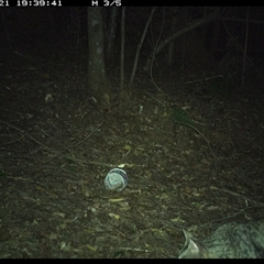 Felis catus (Feral Cat) at Comboyne, NSW - 21 Dec 2024 by Akania