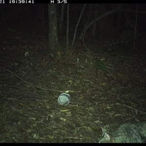 Felis catus (Feral Cat) at Comboyne, NSW - 21 Dec 2024 by Akania