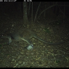 Wallabia bicolor (Swamp Wallaby) at Comboyne, NSW - 24 Dec 2024 by Akania