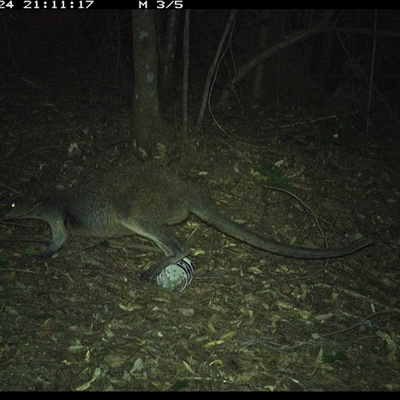 Wallabia bicolor (Swamp Wallaby) at Comboyne, NSW - 24 Dec 2024 by Akania
