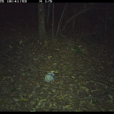 Sericornis frontalis (White-browed Scrubwren) at Comboyne, NSW - 25 Dec 2024 by Akania