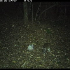 Isoodon macrourus (Northern Brown Bandicoot) at Comboyne, NSW - 26 Dec 2024 by Akania