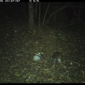 Isoodon macrourus (Northern Brown Bandicoot) at Comboyne, NSW - 26 Dec 2024 by Akania