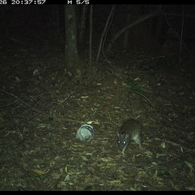 Isoodon macrourus (Northern Brown Bandicoot) at Comboyne, NSW - 26 Dec 2024 by Akania
