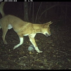 Canis lupus (Dingo / Wild Dog) at Comboyne, NSW - 27 Dec 2024 by Akania
