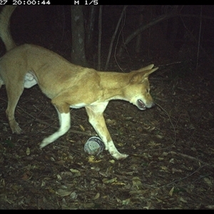 Canis lupus (Dingo / Wild Dog) at Comboyne, NSW - 27 Dec 2024 by Akania
