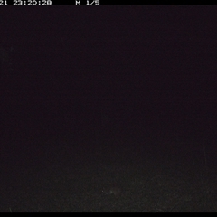 Isoodon macrourus (Northern Brown Bandicoot) at Gum Scrub, NSW - 21 Oct 2024 by carinya